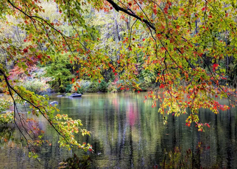 Alipson - Branches On the Edge of the River - 1000 Piece Jigsaw Puzzle Hot