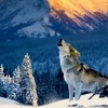 Alipson - Yellowstone Wolf - 500 Piece Jigsaw Puzzle Online