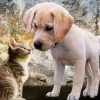 Bluebird - Kitten and Puppy - 500 Piece Jigsaw Puzzle New