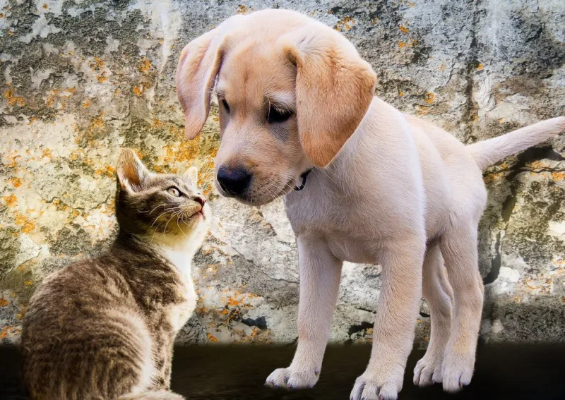 Bluebird - Kitten and Puppy - 500 Piece Jigsaw Puzzle New