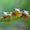 Bluebird Puzzle - Friendly Frogs - 500 Piece Jigsaw Puzzle New