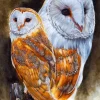 Bluebird Puzzle - Lustrous - 1500 Piece Jigsaw Puzzle Sale