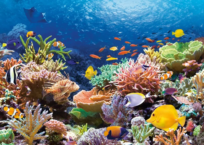 Castorland - Coral Reef - 1000 Piece Jigsaw Puzzle New
