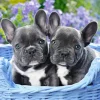 Castorland - French Bulldog Puppies - 1000 Piece Jigsaw Puzzle Fashion