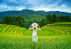 Castorland - Rice Fields in Vietnam - 1000 Piece Jigsaw Puzzle New