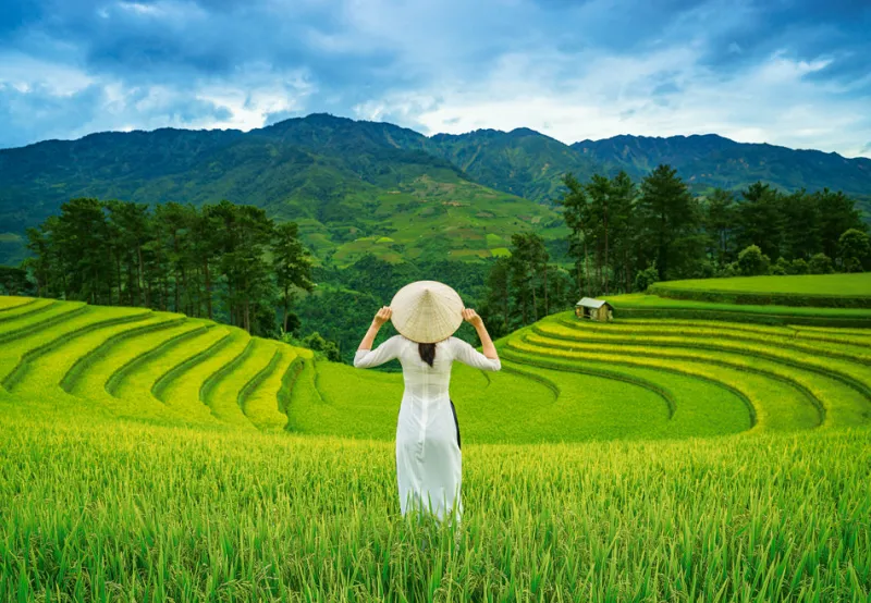 Castorland - Rice Fields in Vietnam - 1000 Piece Jigsaw Puzzle New
