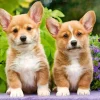 Castorland - Welsh Corgi Puppies - 1000 Piece Jigsaw Puzzle Outlet