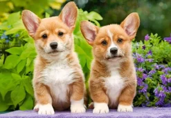 Castorland - Welsh Corgi Puppies - 1000 Piece Jigsaw Puzzle Outlet