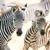 Castorland - Young Zebras - 1000 Piece Jigsaw Puzzle Hot