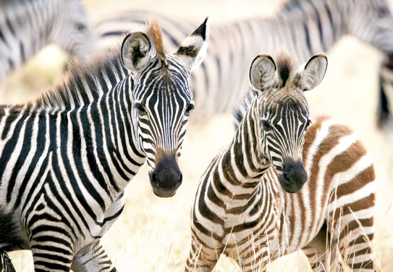 Castorland - Young Zebras - 1000 Piece Jigsaw Puzzle Hot