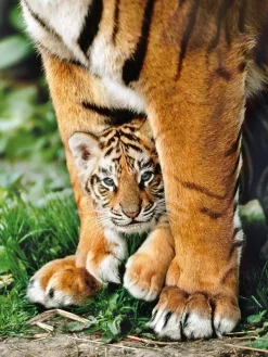 Clementoni - Bengal Tiger Cub between Its mother's legs - 500 Piece Jigsaw Puzzle Best