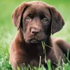 Clementoni - Chocolate Puppy - 500 Piece Jigsaw Puzzle New
