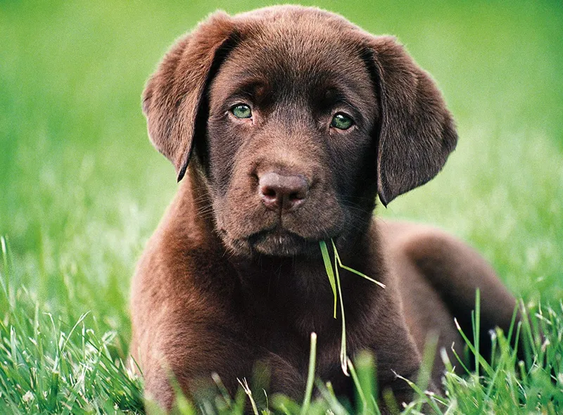 Clementoni - Chocolate Puppy - 500 Piece Jigsaw Puzzle New