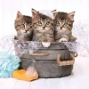Clementoni - Kittens and Soap - 500 Piece Jigsaw Puzzle Sale