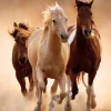 Clementoni - Running Horses - 1000 Piece Jigsaw Puzzle Online