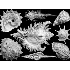 Cloudberries - Shells - 1000 Piece Jigsaw Puzzle Fashion