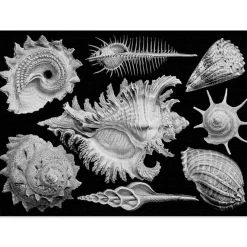 Cloudberries - Shells - 1000 Piece Jigsaw Puzzle Fashion