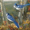 Cobble Hill - Blue Jays - 1000 Piece Jigsaw Puzzle Best