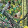 Cobble Hill - Courtship - 1000 Piece Jigsaw Puzzle Sale