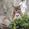 Cobble Hill - Great Horned Owl - 1000 Piece Jigsaw Puzzle Best
