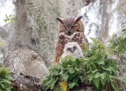 Cobble Hill - Great Horned Owl - 1000 Piece Jigsaw Puzzle Best