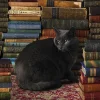 Cobble Hill - Library Cat - 1000 Piece Jigsaw Puzzle New