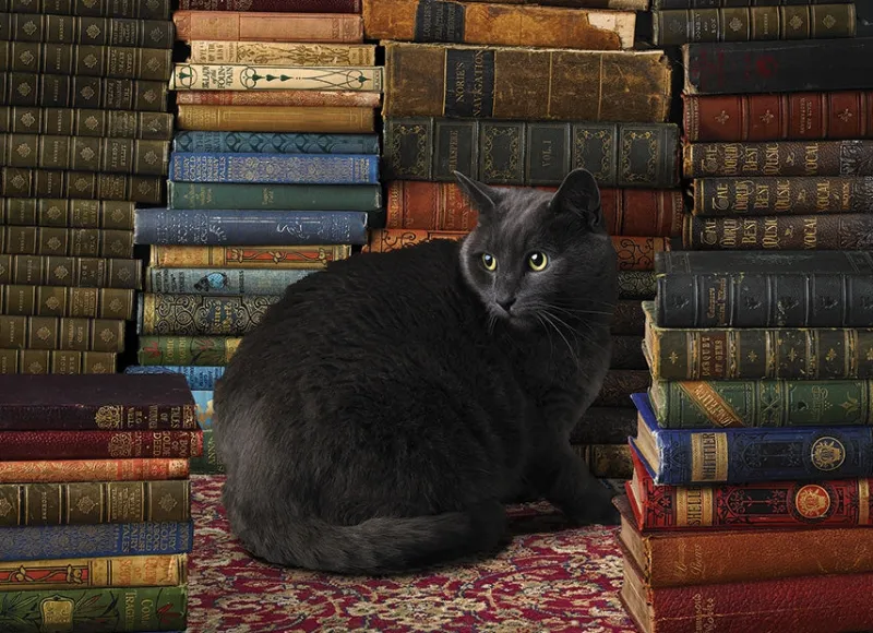Cobble Hill - Library Cat - 1000 Piece Jigsaw Puzzle New