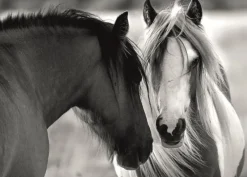 Dino - Black and White Horses - 1000 Piece Jigsaw Puzzle Discount