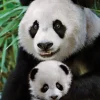 Dino - Panda - 1000 Piece Jigsaw Puzzle Best