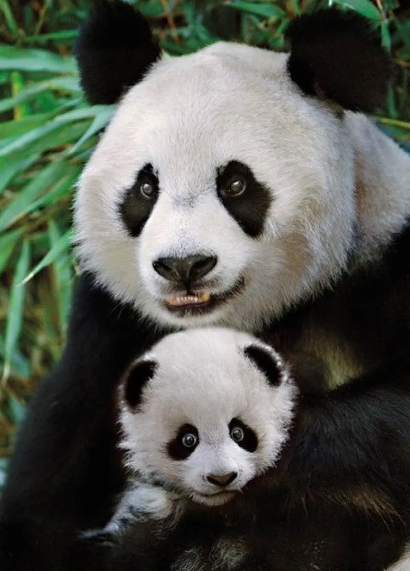 Dino - Panda - 1000 Piece Jigsaw Puzzle Best
