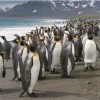 Dino - Penguins - 1000 Piece Jigsaw Puzzle Fashion