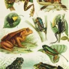 Deico Games Dtoys - Frogs - 1000 Piece Jigsaw Puzzle Sale