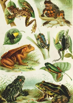 Deico Games Dtoys - Frogs - 1000 Piece Jigsaw Puzzle Sale
