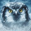 Deico Games Dtoys - Owl - 1000 Piece Jigsaw Puzzle Sale