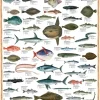 Eurographics - Sea Fish - 1000 Piece Jigsaw Puzzle Outlet