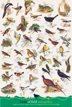 Eurographics - Birds - 1000 Piece Jigsaw Puzzle Sale