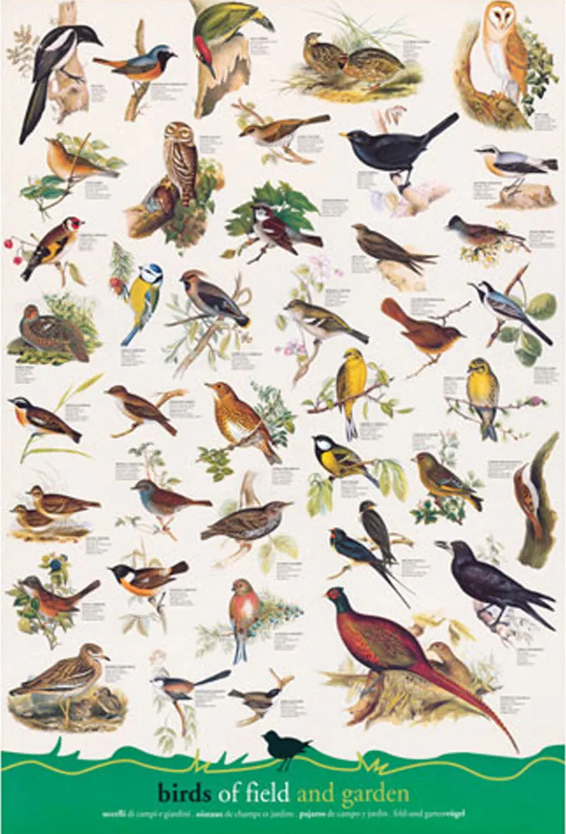 Eurographics - Birds - 1000 Piece Jigsaw Puzzle Sale