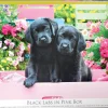 Eurographics - Black Labs in Pink Box - 500 pieces Hot
