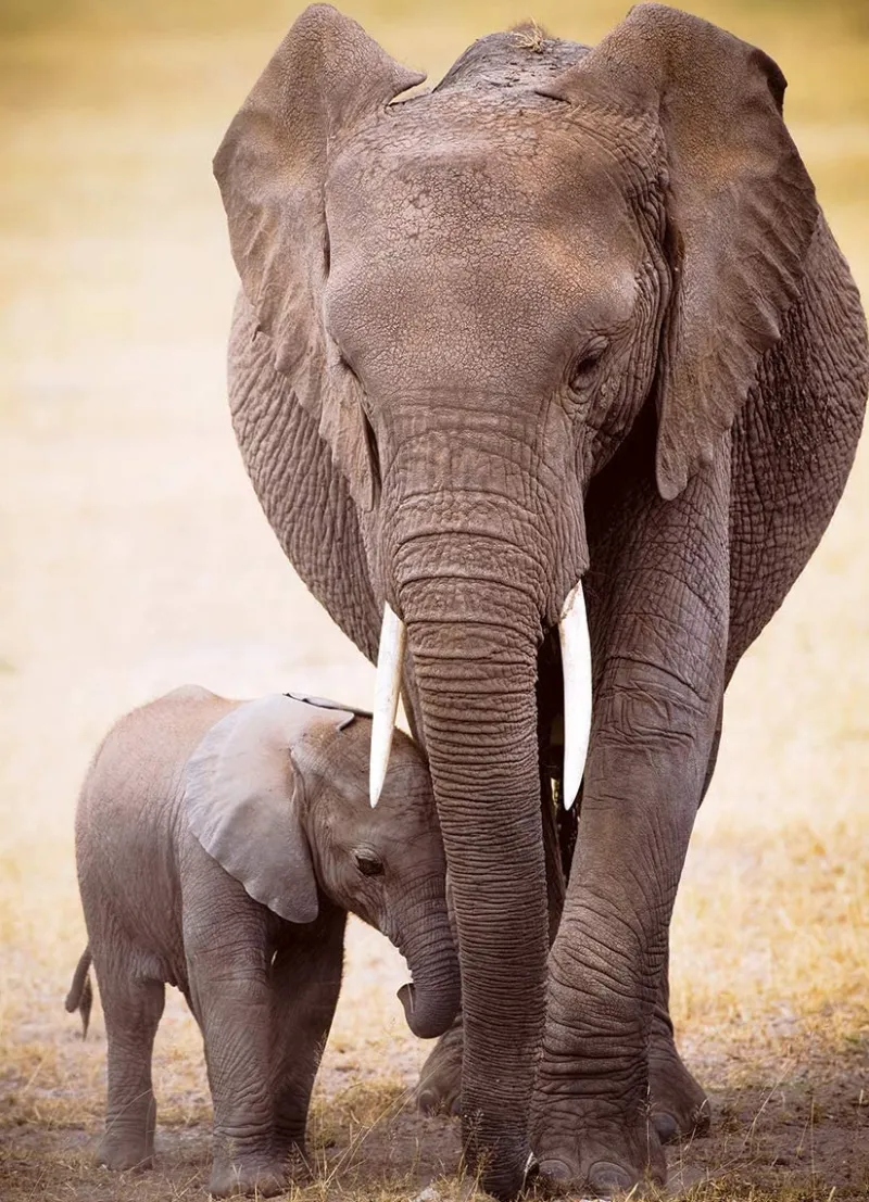 Eurographics - Elephant & Baby - 1000 Piece Jigsaw Puzzle Clearance