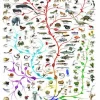 Eurographics - Evolution - The Tree of Life - 1000 Piece Jigsaw Puzzle Hot