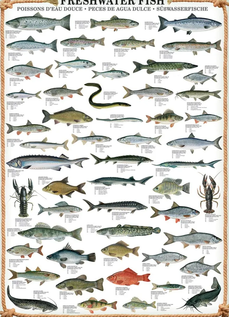 Eurographics - Freshwater Fish - 1000 Piece Jigsaw Puzzle Hot