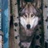 Eurographics - Gray Wolf - 1000 Piece Jigsaw Puzzle Discount