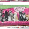 Eurographics - Kitty Cat Couch - 1000 Panoramic pieces Hot