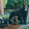 Eurographics - New Discoveries - 1000 piece jigsaw puzzle Online