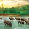 Eurographics - Save our Planet Collection - Rain Forest - 1000 Piece Jigsaw Puzzle New
