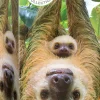 Eurographics - Sloths - 250 pieces Sale