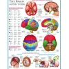 Eurographics - The Brain - 1000 piece jigsaw puzzle Best