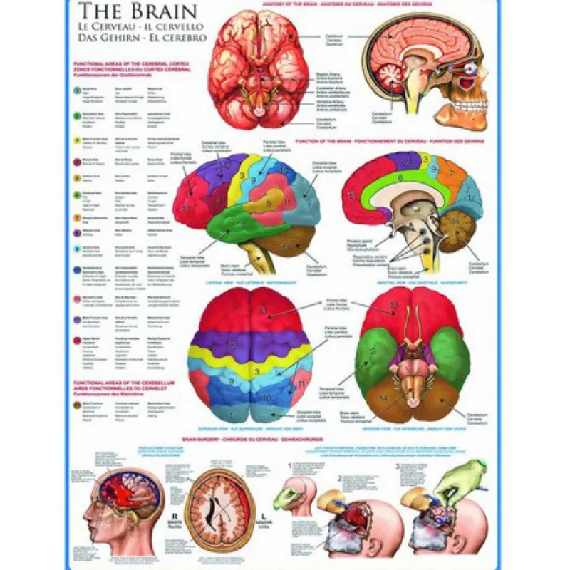 Eurographics - The Brain - 1000 piece jigsaw puzzle Best
