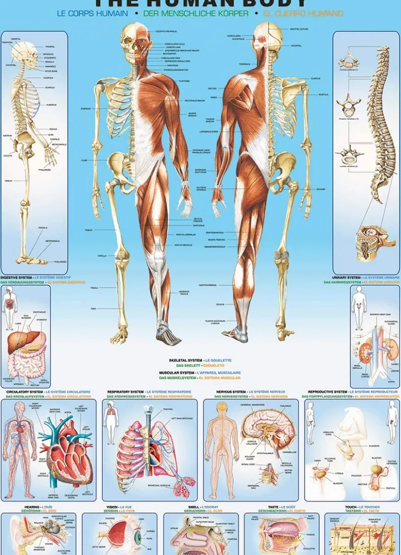 Eurographics - The Human Bod - 1000 Piece Jigsaw Puzzle Outlet