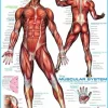 Eurographics 6000-2015 The Muscular System - 1000 Piece Jigsaw Puzzle Online